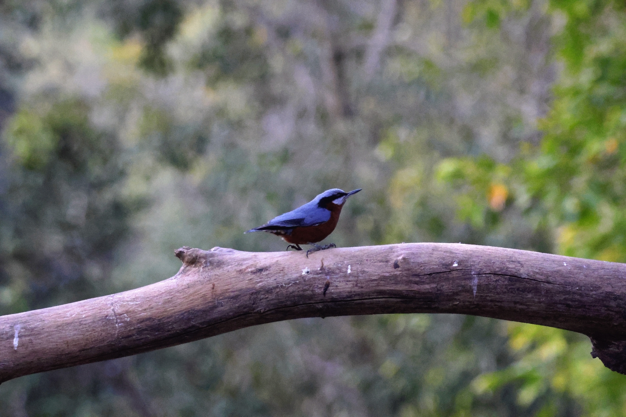 Chestnut-bellied Nuthatch (Sitta cinnamoventris), photo 2