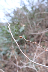 Corylopsis glandulifera, photograph (c) 王天明, some rights reserved (CC BY)