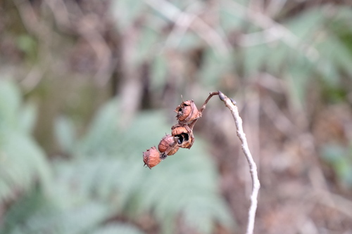 Corylopsis glandulifera (Corylopsis glandulifera)