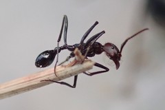 Ocymyrmex velox