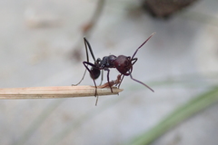 Ocymyrmex velox
