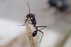 Ocymyrmex velox