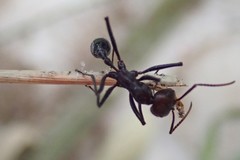 Ocymyrmex velox