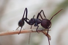 Ocymyrmex velox