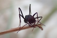 Ocymyrmex velox