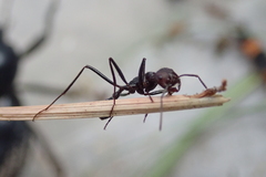 Ocymyrmex velox