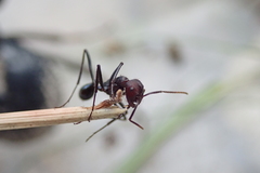Ocymyrmex velox