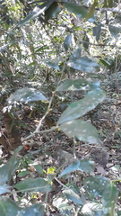 Xanthophyllum