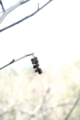 Corylopsis glandulifera