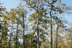 Dipterocarpus intricatus