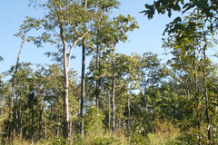 Dipterocarpus intricatus