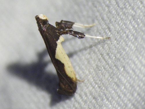 Dogwood Caloptilia Moth photo 3