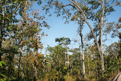 Dipterocarpus intricatus