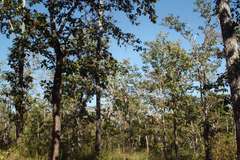 Dipterocarpus intricatus