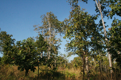 Dipterocarpus intricatus