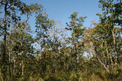 Dipterocarpus intricatus