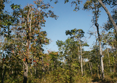 Dipterocarpus intricatus