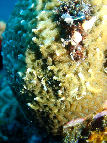 Floriprotis sabiuraensis observed 2026-01-14