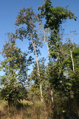 Dipterocarpus intricatus