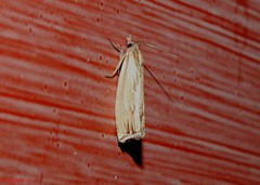 Eucosma radiatana