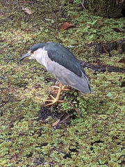 Nycticorax nycticorax image