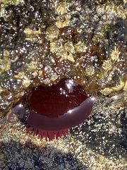 Actinia