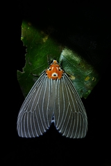 Neochera dominia