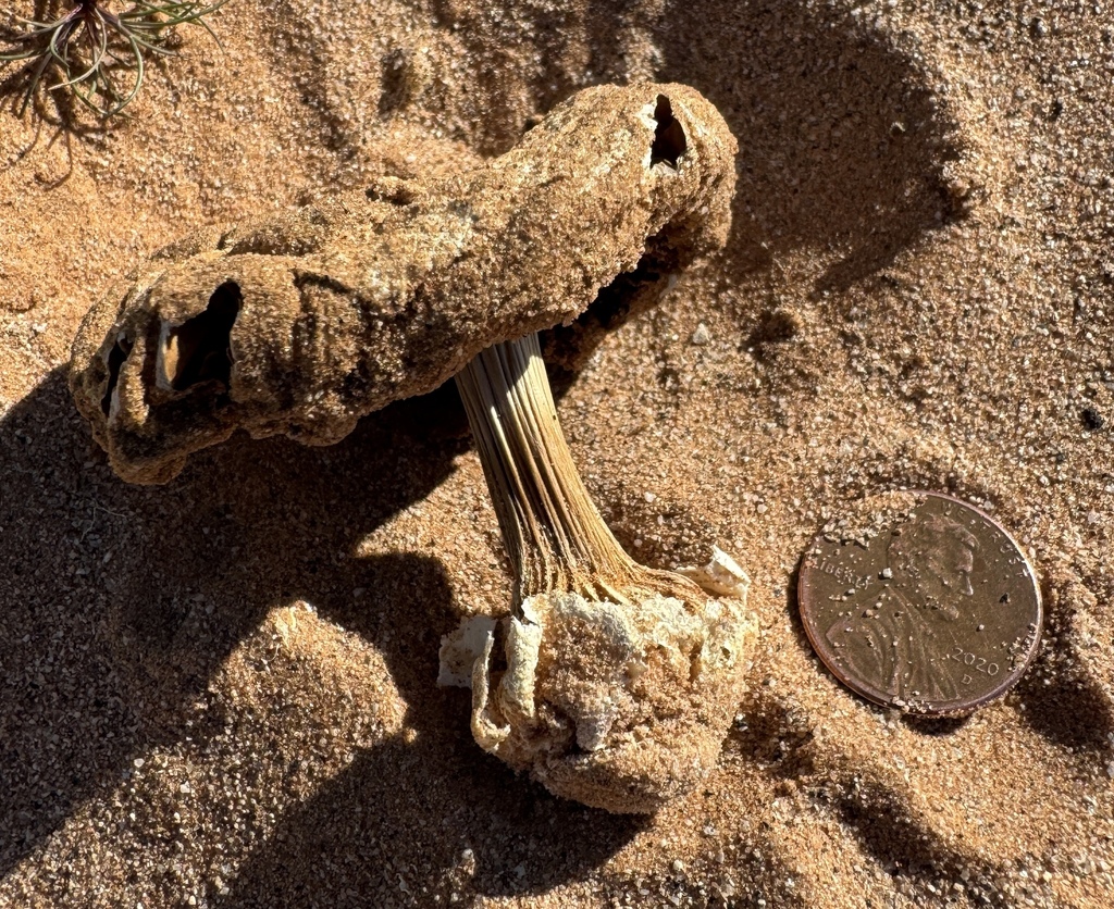 Volvopluteus canalipes