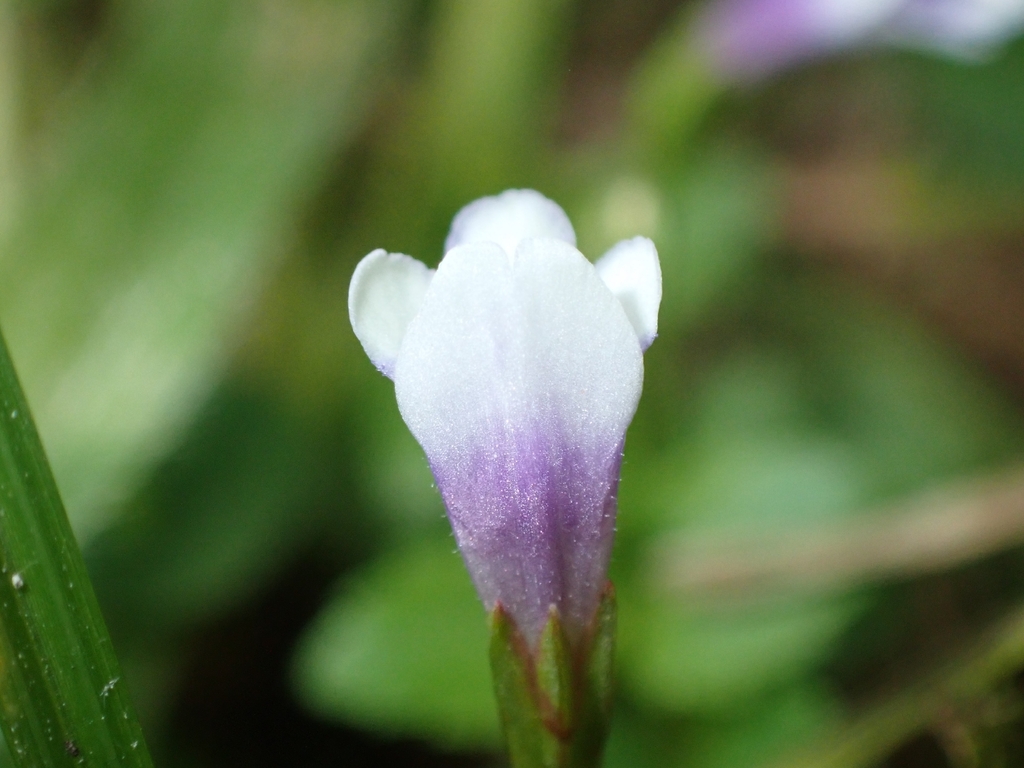 Malaysian False Pimpernel (Torenia crustacea)
