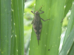 Coptacrinae