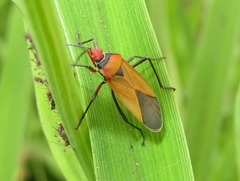 Dysdercus peruvianus