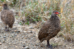 Swainson's Spurfowl photo 2