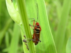 Dysdercus peruvianus