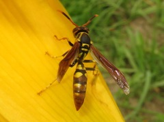 Polistes weyrauchorum