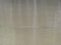 Arapaima