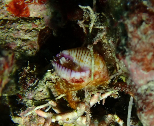 Euplica turturina observed 2026-01-14