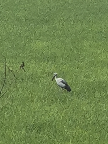 Asian Openbill