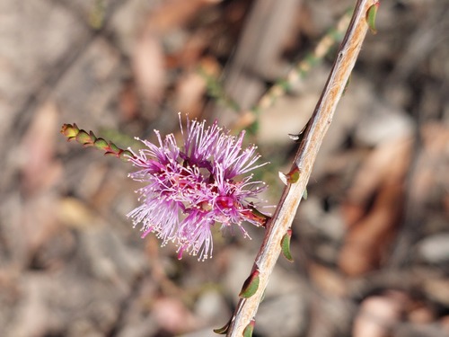 slender honey-myrtle (Melaleuca gibbosa)