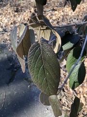 Viburnum rhytidophyllum