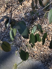 Viburnum rhytidophyllum