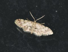 Idaea pervertipennis