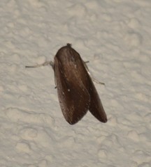 Leucania subpunctata