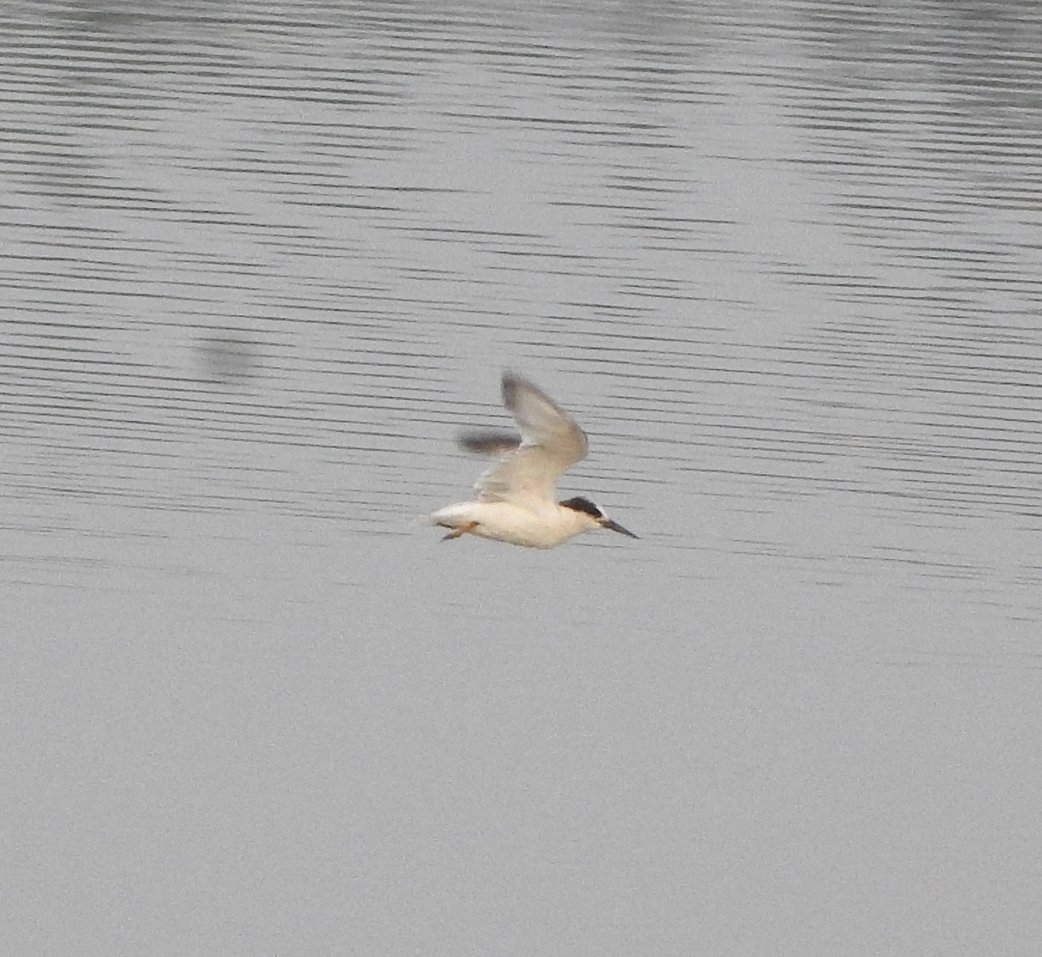 Little Tern (Sternula albifrons), photo 4