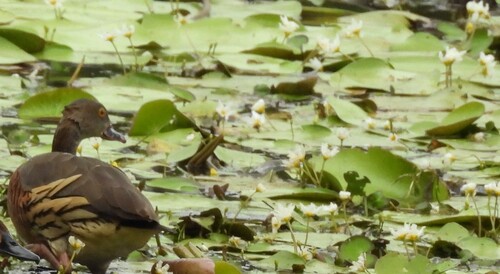 Plumed Whistling Duck (Dendrocygna eytoni), photo 8
