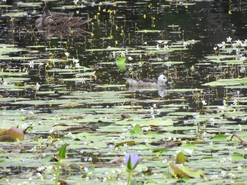 Cotton Pygmy Goose (Nettapus coromandelianus), photo 3