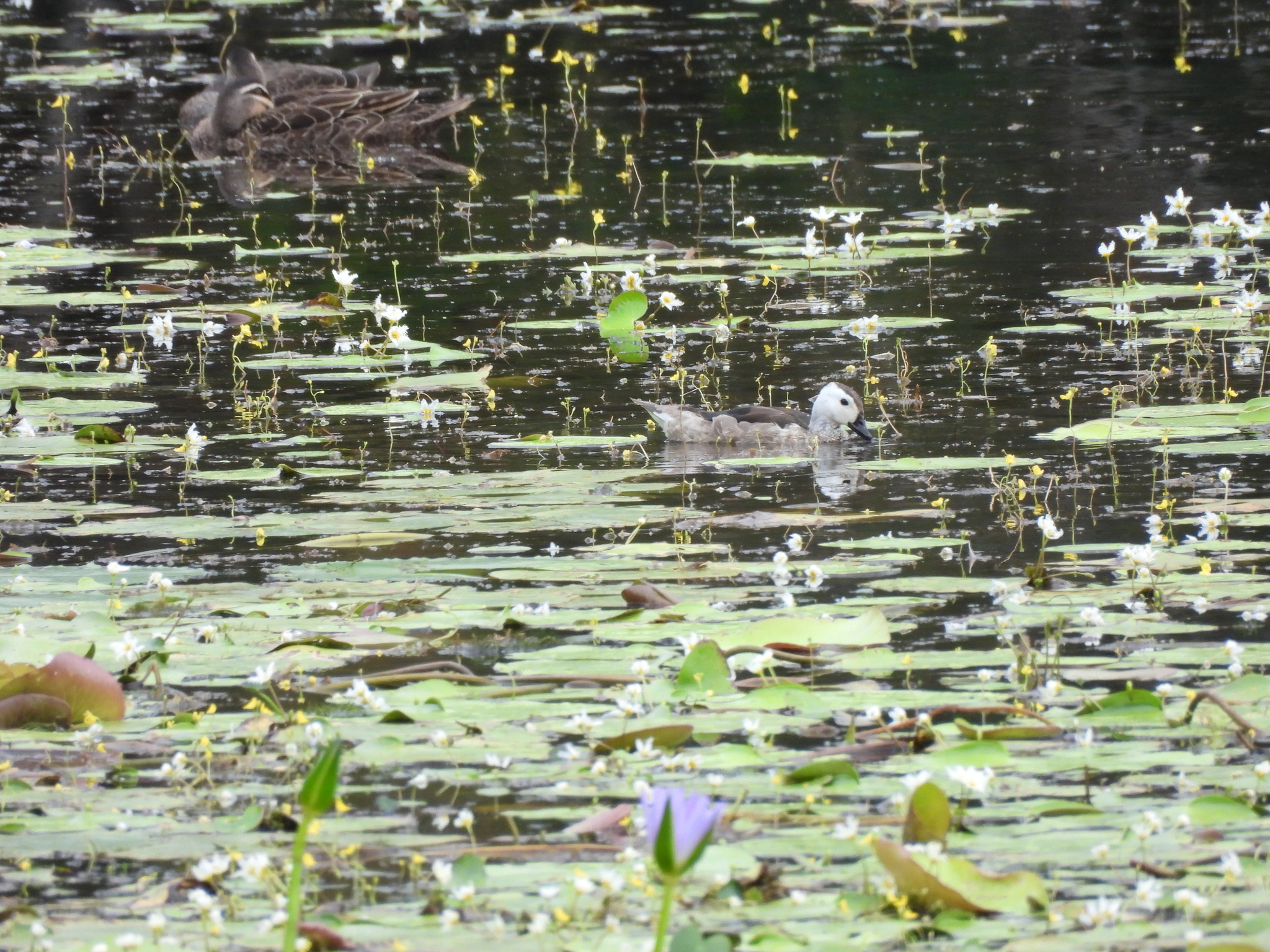 Cotton Pygmy Goose (Nettapus coromandelianus), photo 3