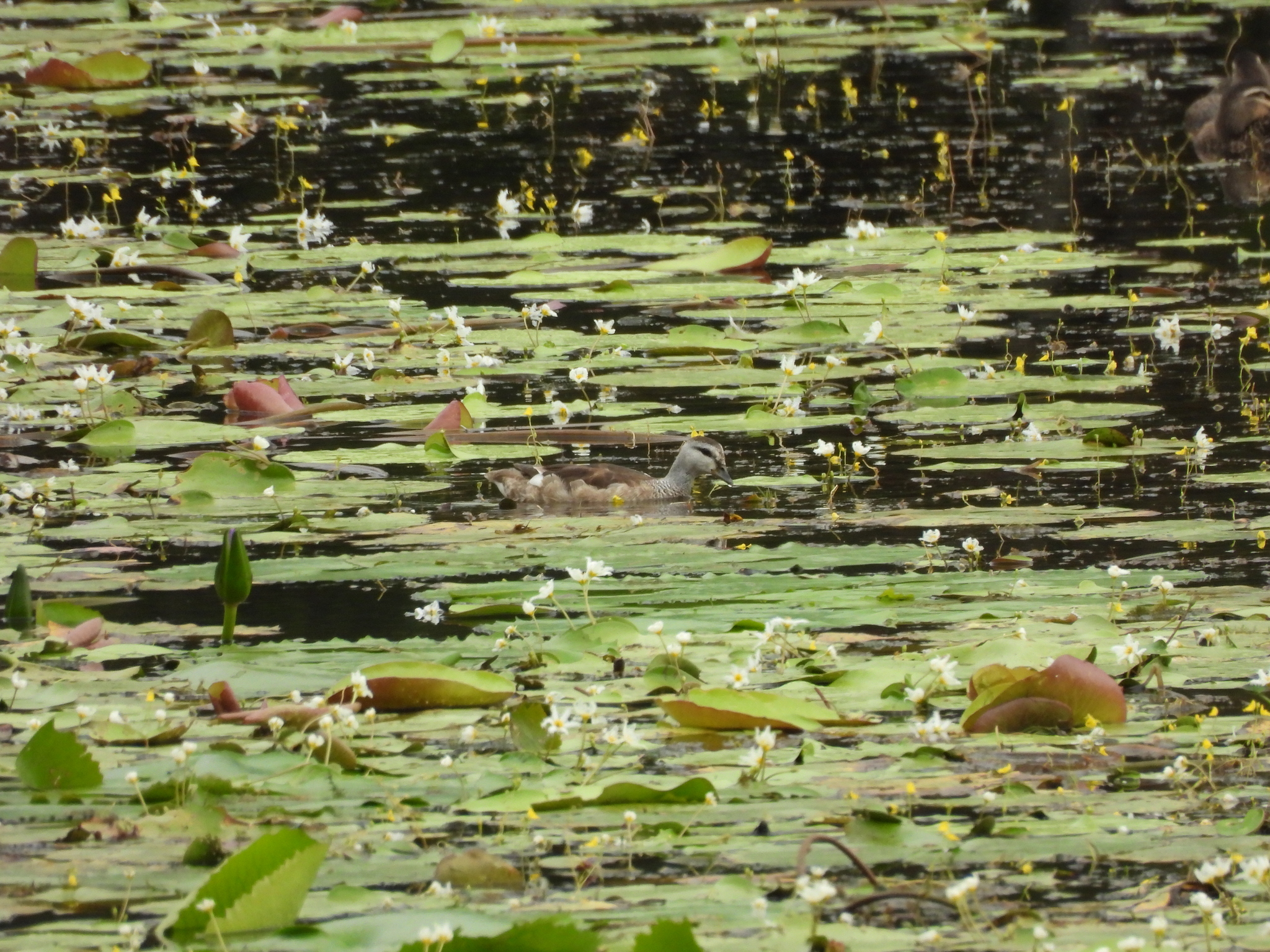 Cotton Pygmy Goose (Nettapus coromandelianus), photo 4