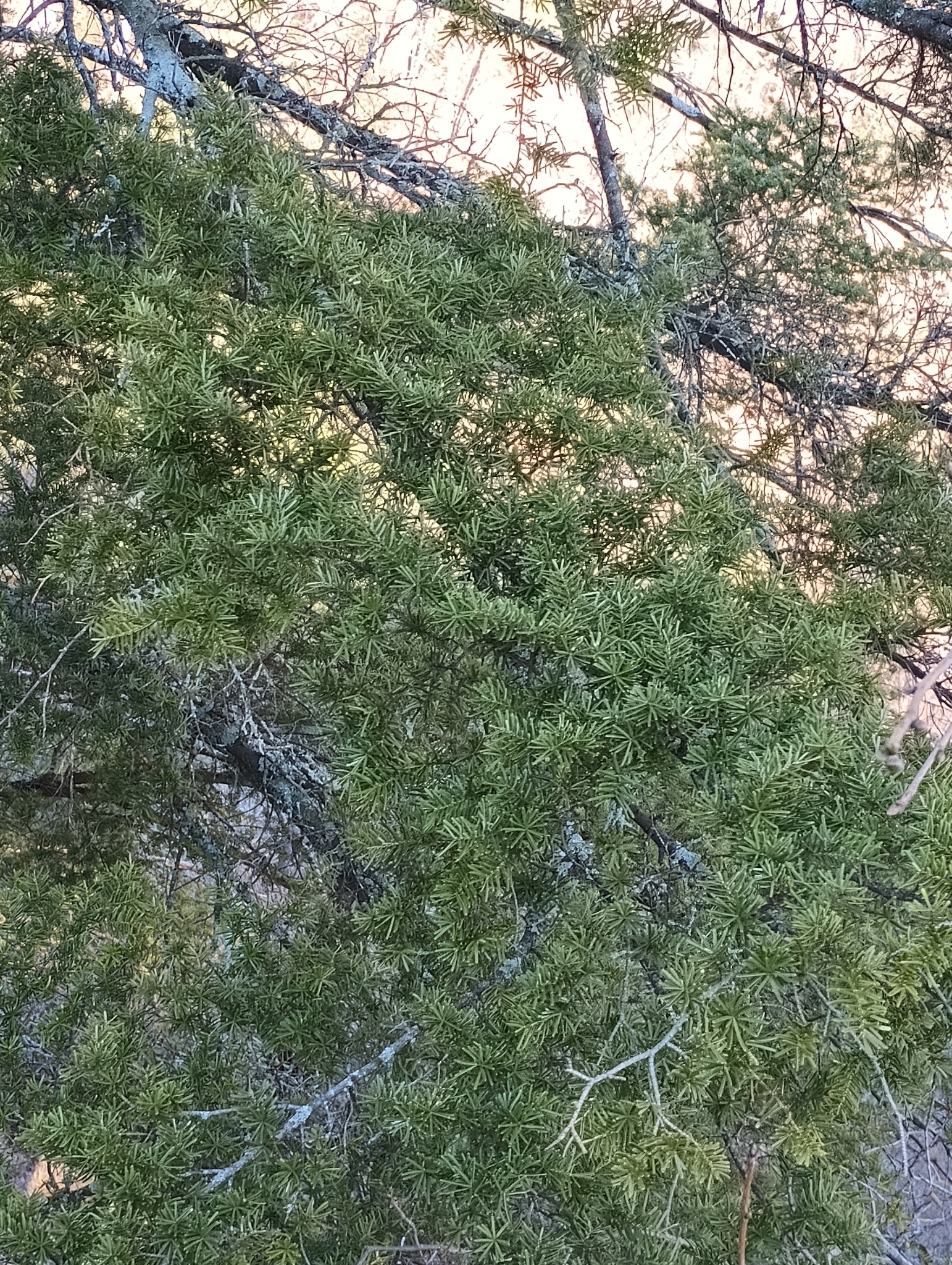 Carolina Hemlock (Tsuga caroliniana)
