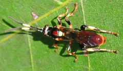 Cratichneumon paratus