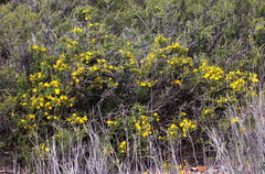 Menodora robusta